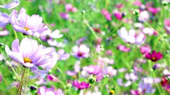 粉红色的野花在风中飘扬不文明的草地