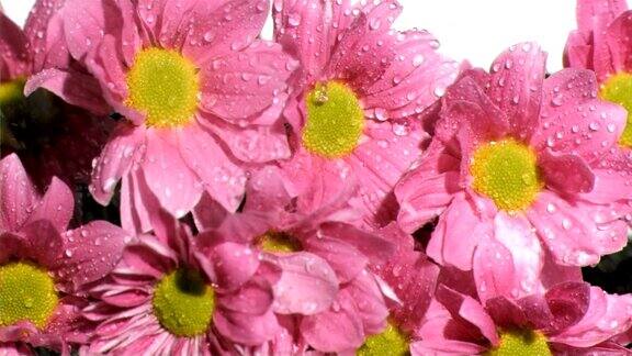 雨以超慢的动作落在粉红色的菊花上