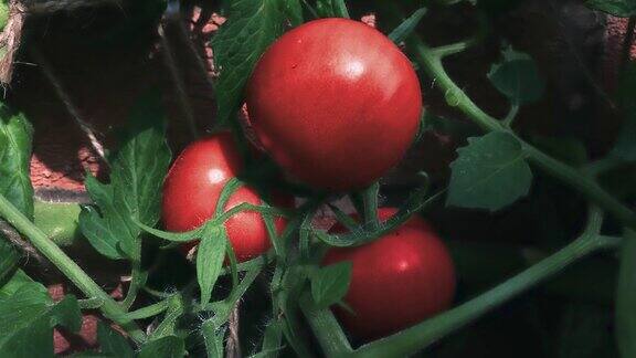 绿番茄成熟到红番茄的时间流逝