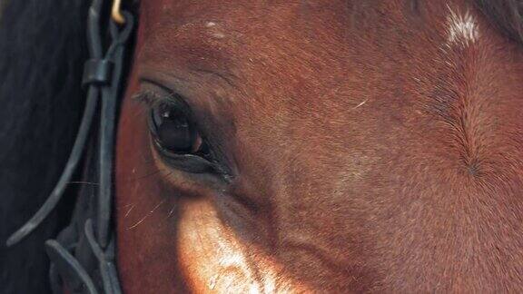 马的眼睛特写镜头黑黑的黑黑的大马的眼睛在阳光的照射下爱马骑马马的细节