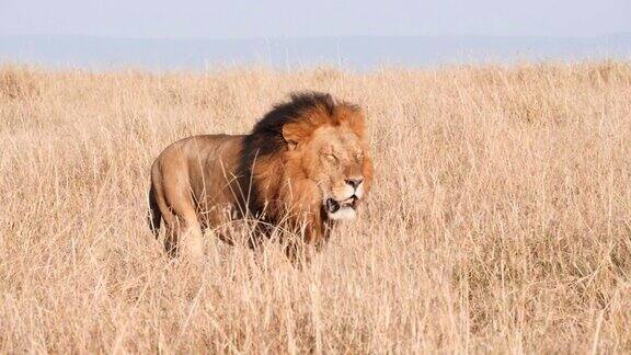 这是一只雄狮在马赛马拉的长草中行走的慢镜头