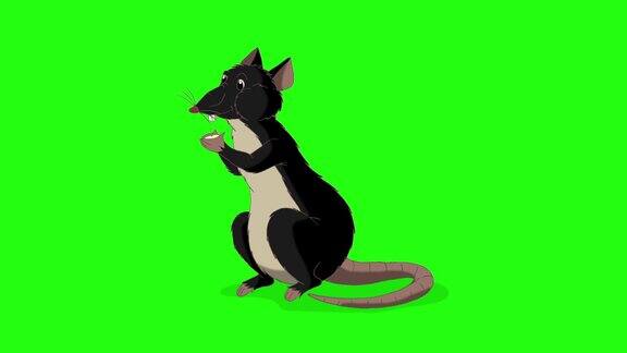黑色老鼠爬出来吃奶酪动画色度钥匙