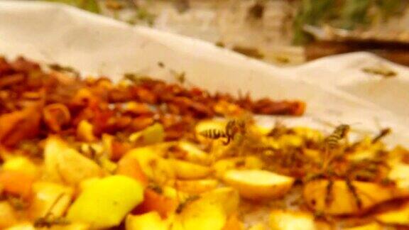 黄蜂的飞行从第一看黄蜂在切碎的梨近