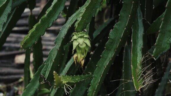 雨是生命的源泉使植物生长绿色开花结果
