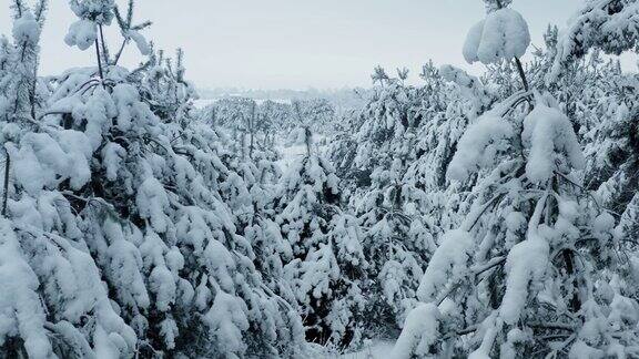 无人机拍摄冰雪覆盖的树木冬天大自然美丽的欧洲鸟瞰松树林旅游季节白色冰冻的自然