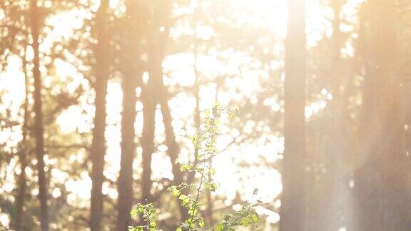 阳光穿过森林中的树木阳光森林的气氛
