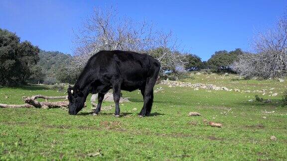 一头Avileña-Black伊比利亚牛在草地上吃草