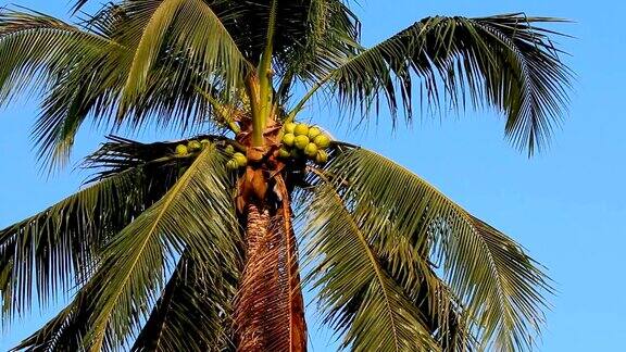 椰子树被风移动