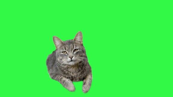 猫绿屏