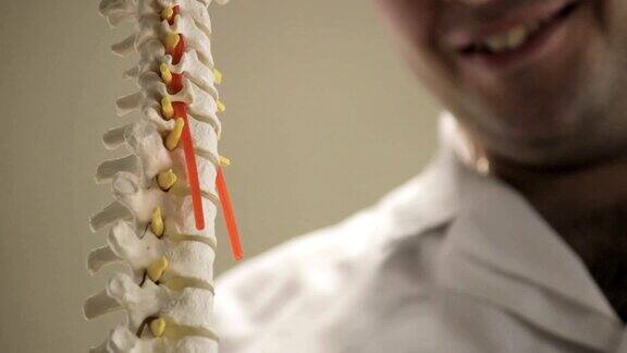 人体脊椎的布局特写医生展示