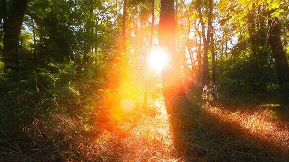 森林里的早晨阳光穿过树木
