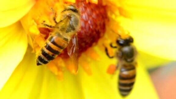 美丽的蜜蜂从花中采集花蜜