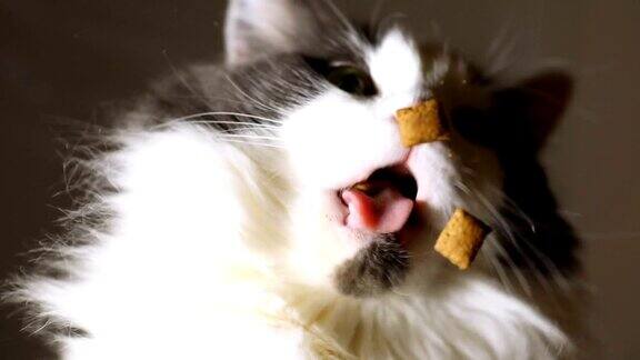 慢镜头猫吃东西