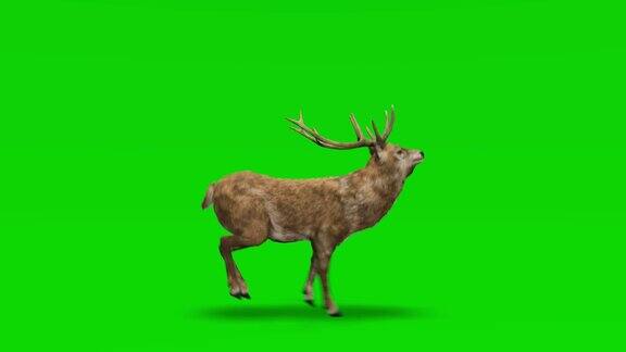 鹿在绿色屏幕上奔跑概念动物、野生动物、游戏、返校、3d动画、短视频、电影、卡通、有机、色度键、角色动画、设计元素、可循环