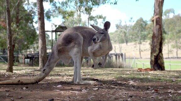 袋鼠在澳大利亚的农场里跳来跳去