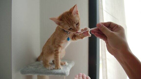 猫主人正在喂食在猫主人的家里愉快地训练可爱的小猫
