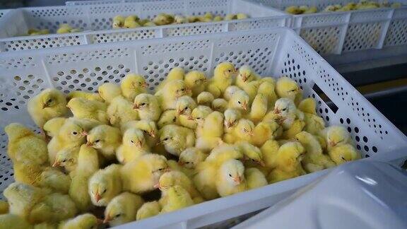 养鸡场的盒子里的小鸡塑料容器里有许多黄色的新生小鸡鸡肉工厂在室内