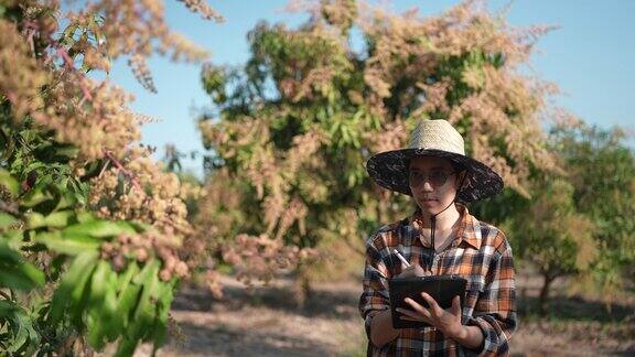 在亚洲农业农村年轻聪明的农民妇女正在芒果果园里核对数据园丁在自然农田里用平板技术记录研究