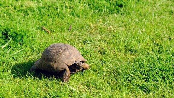 小乌龟在花园的绿草地上行走