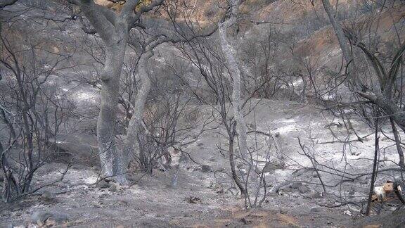 被加利福尼亚托马斯大火烧毁的灌木和树木