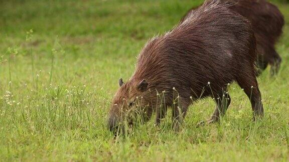 水豚正在吃新鲜的绿草