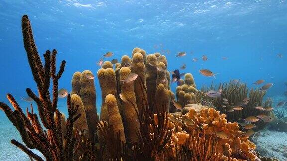 珊瑚礁海景在加勒比海库拉索岛附近的潜水地点湖湖大柱珊瑚