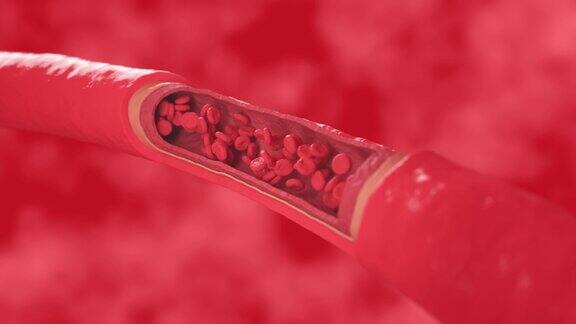 红血球在健康血管内流动动脉横切面图