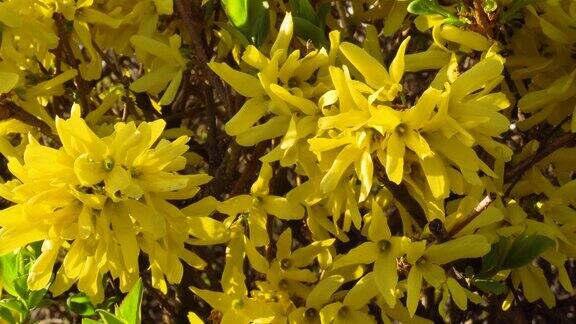 开花灌木在早春在多风的天气黄色