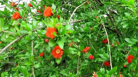 希腊克里特岛上的石榴在春天开花风吹过树枝