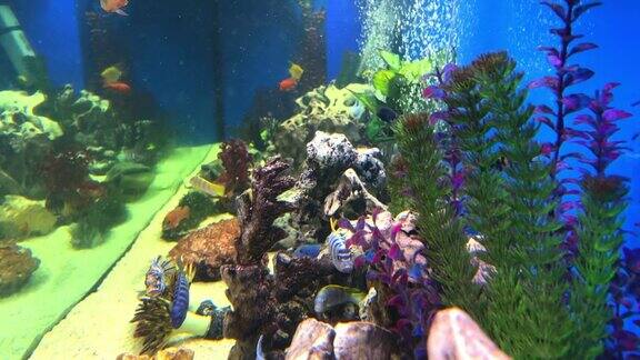 色彩斑斓的鱼缸气泡淡水鱼游泳和水生植物