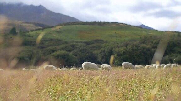 草在风中飘动羊在吃草