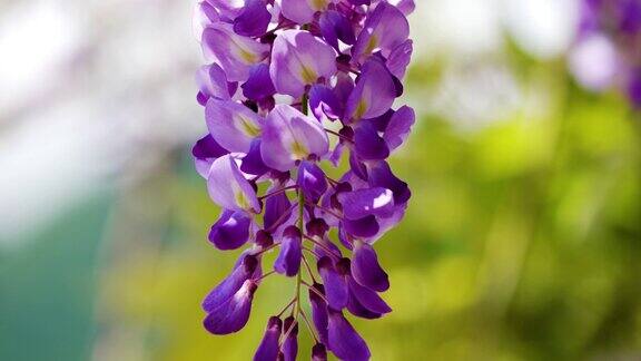 紫藤是一种豆科开花植物