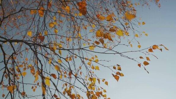 枯黄的叶子长在白桦树枝上随风摇曳