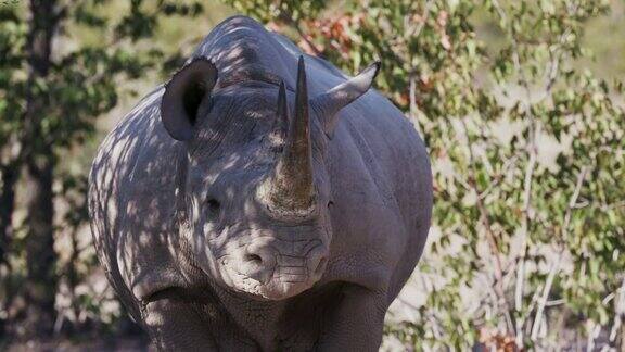 纳米比亚Etosha国家公园一头雌性黑犀牛看着摄像机的4K近景