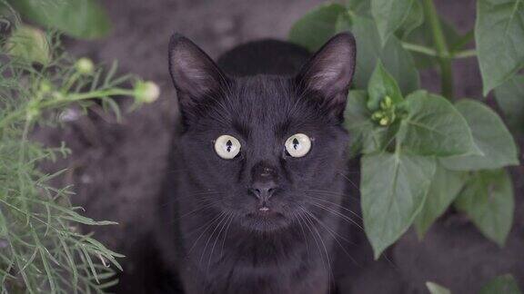黄色眼睛的黑猫在自然界看着照相机猫饶有兴趣地抬头望着院子