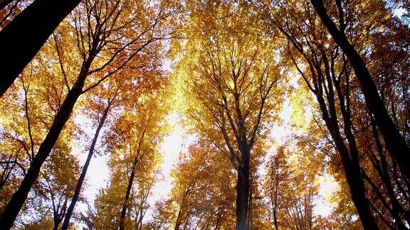 太阳照亮了秋日的树梢