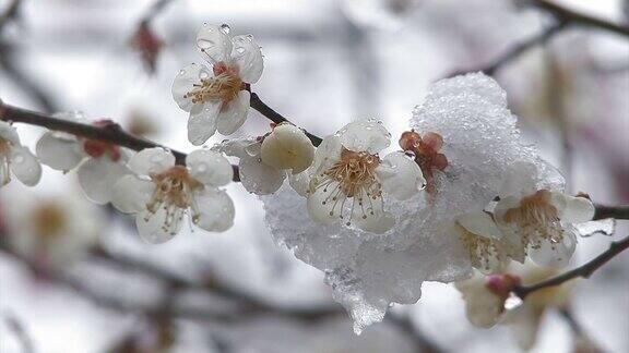 樱花戴雪在日本东京