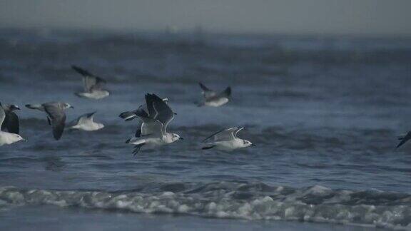 在海上飞行的海鸥