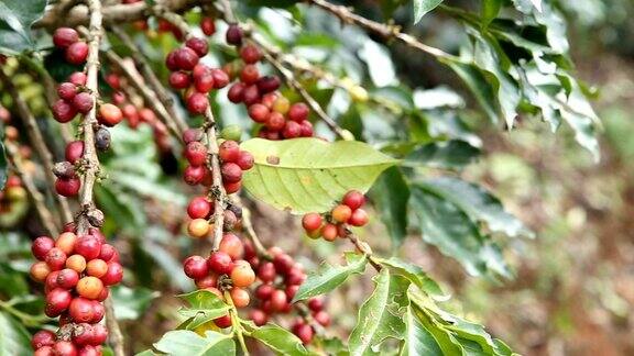 咖啡农民正在收获咖啡豆