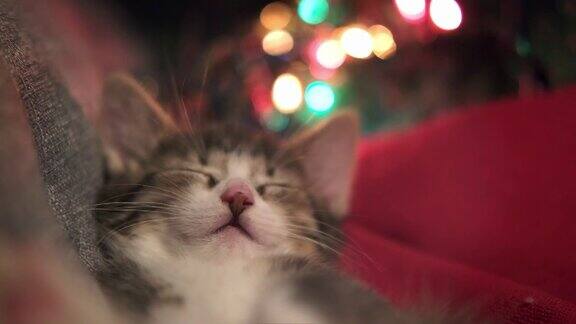 圣诞节的猫可爱的小条纹小猫睡在节日的背景圣诞彩灯猫咪
