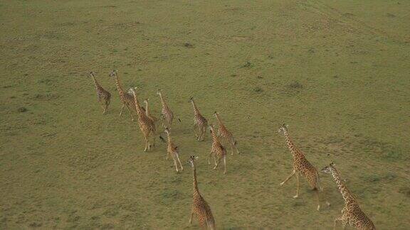 肯尼亚马赛马拉的长颈鹿