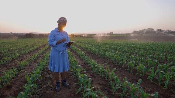 非洲黑人女农民使用数字平板电脑监测正在大规模蔬菜农场灌溉的玉米作物