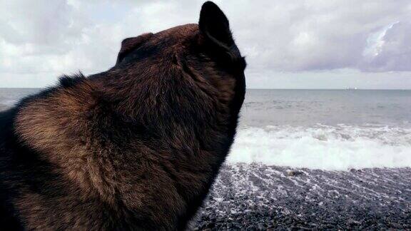狗在灰色大海的卵石岸边
