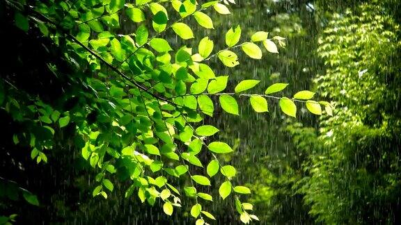 春天的绿树在多雨的天气里