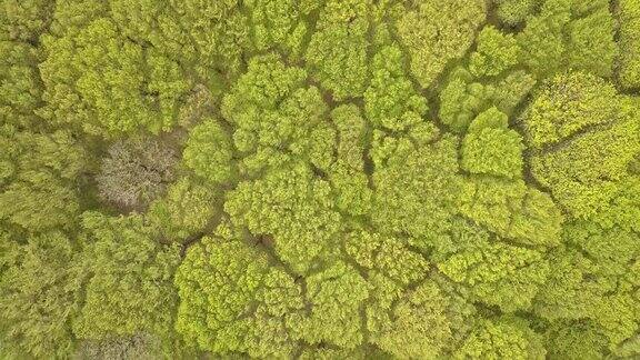 鸟瞰图春季森林自然的绿色背景无人机拍摄的视频