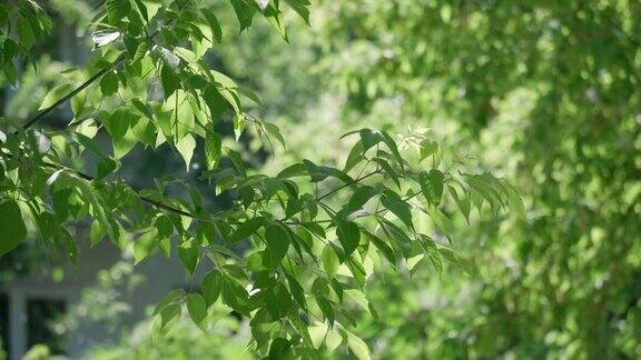 空中白杨树的绒毛概念对开花植物过敏
