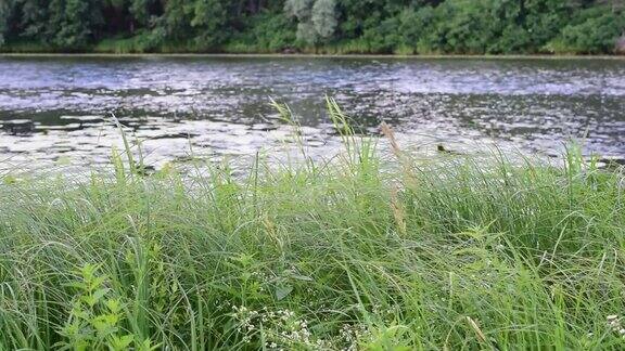 绿色的莎草芦苇和草在河的背景上