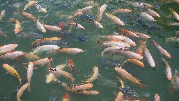 色彩斑斓的鱼类