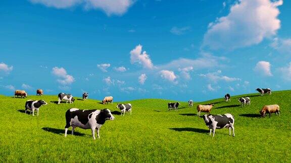 牛在开阔的绿色草地上吃草