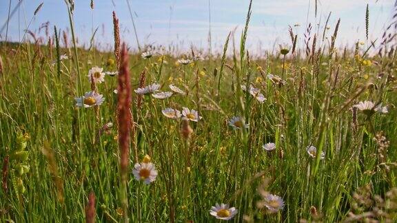 草地上盛开着春天的鲜花